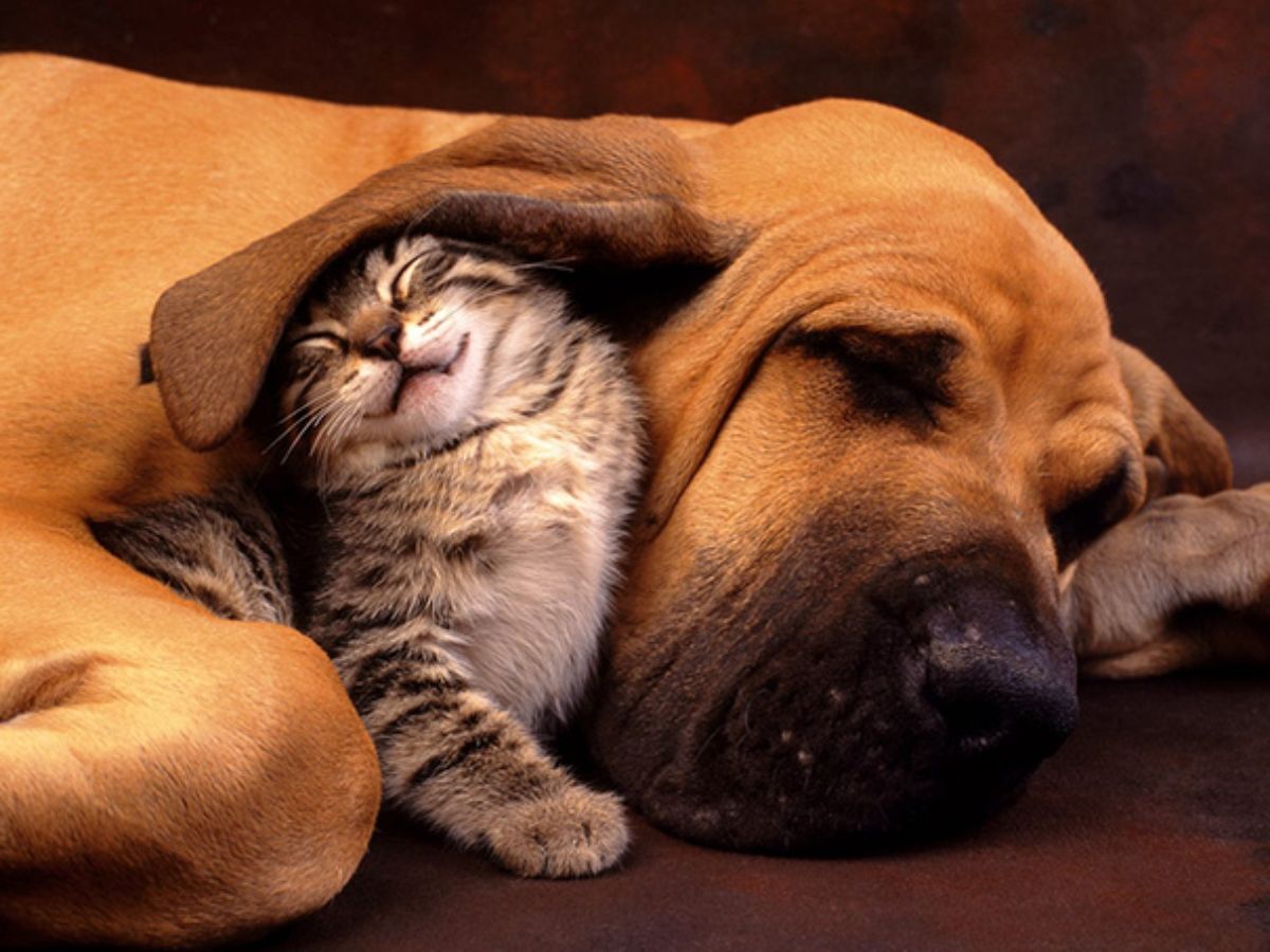 smiling grey and white tabby kitten sleeping under a sleeping brown bloodhound's ear