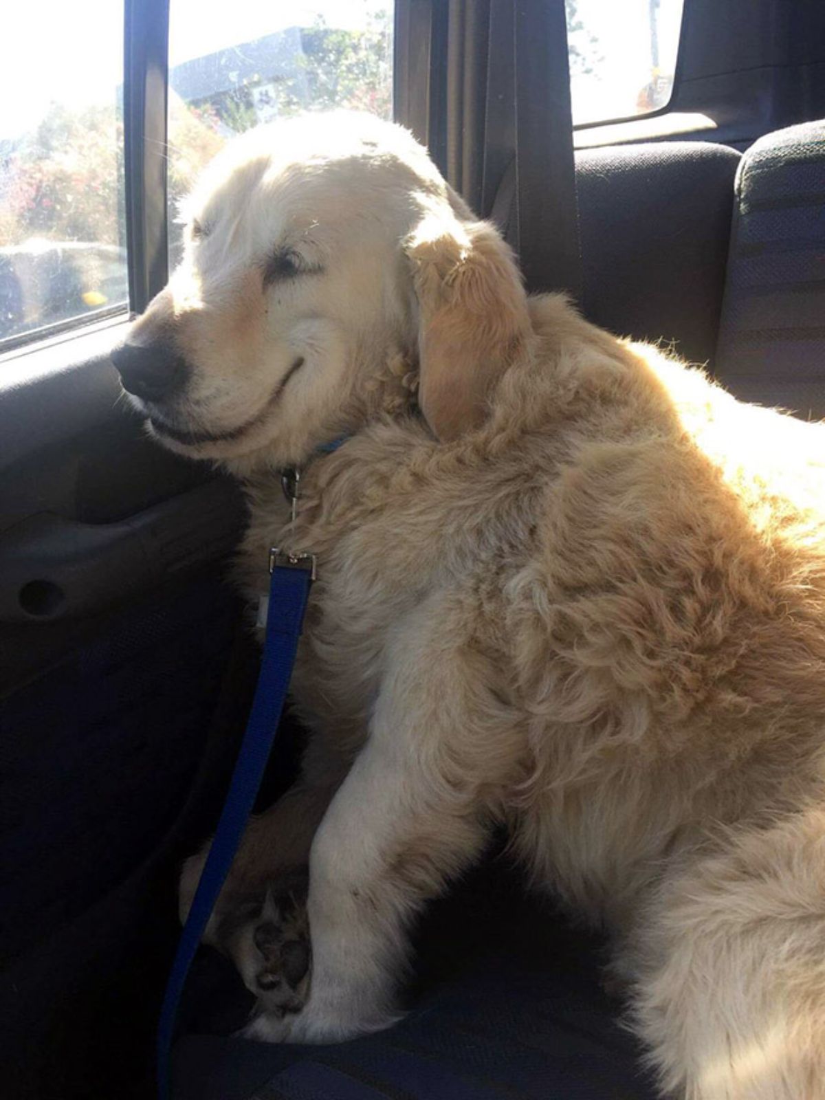 smiling old golden retriever sitting on a backseat of a car and leaning against the door