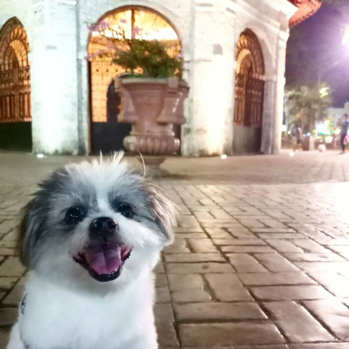 smiling small white and grey fluffy dog sitting on the floor with a house behind it