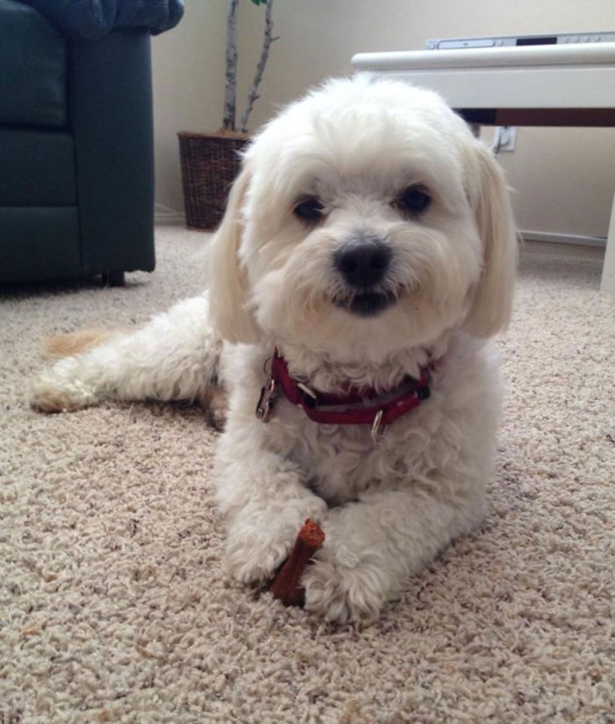 smiling small white fluffy dog laying on brown carpet
