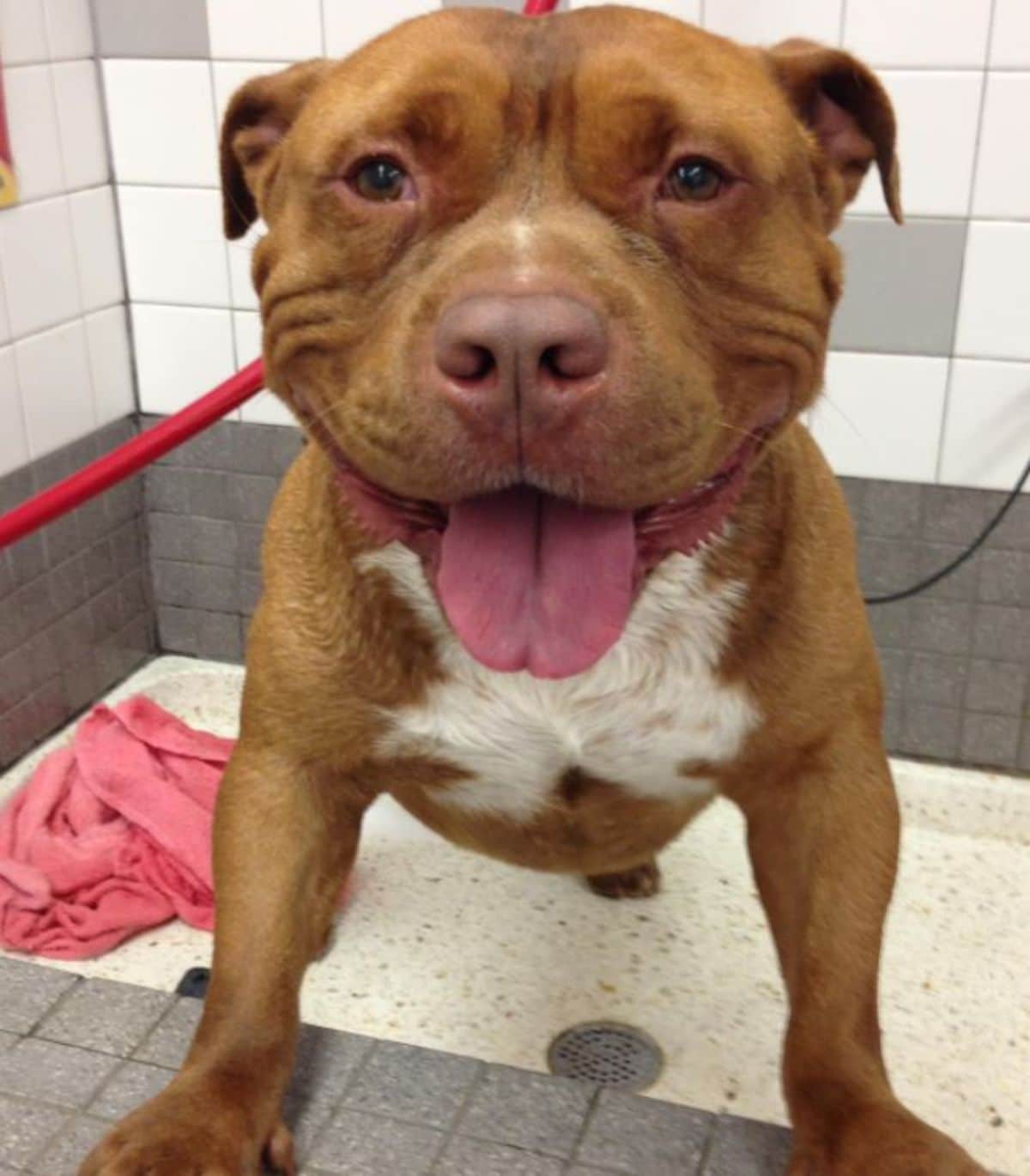 smiling wet brown and white pitbull in the shower