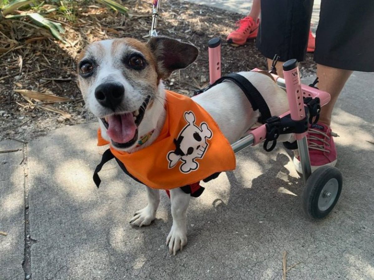 smiling white and brown dog in pink bandana with white skull on it in a wheelchair