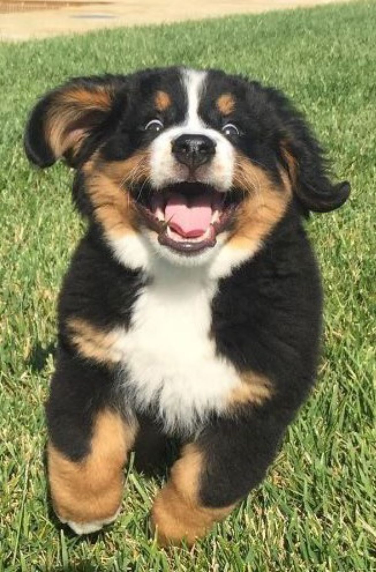 smiling white black and brown bernese mountain puppy running on grass