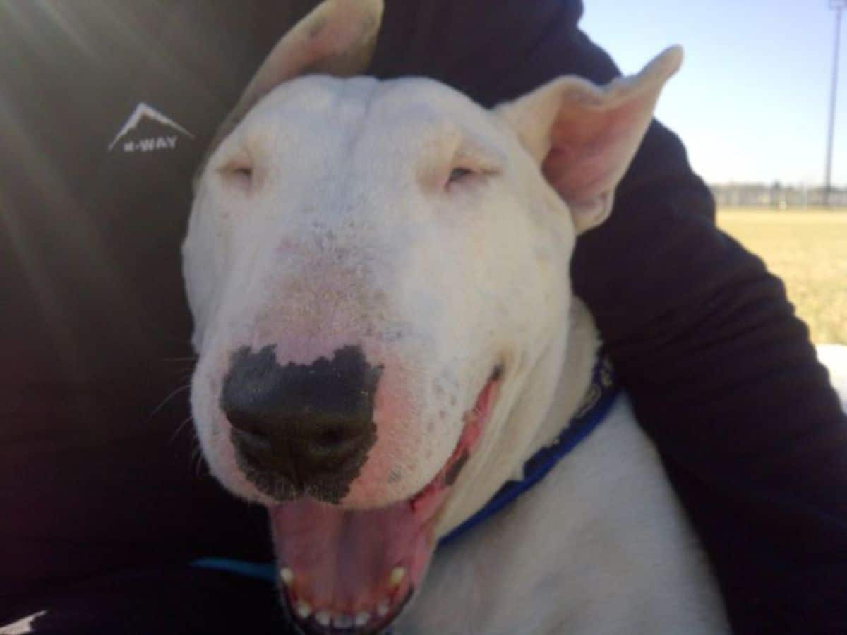smiling white bull terrier being held by someone