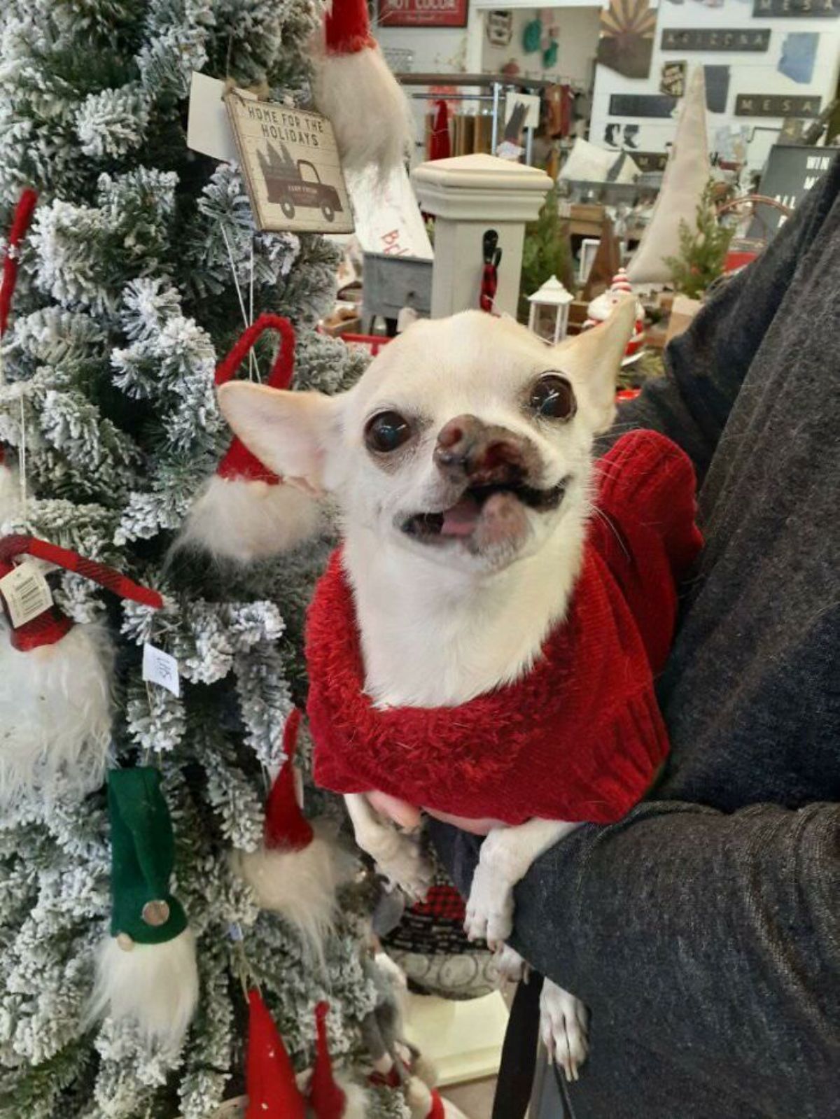 smiling white chihuahua wearing red sweater being carried by someone next to a christmas tree