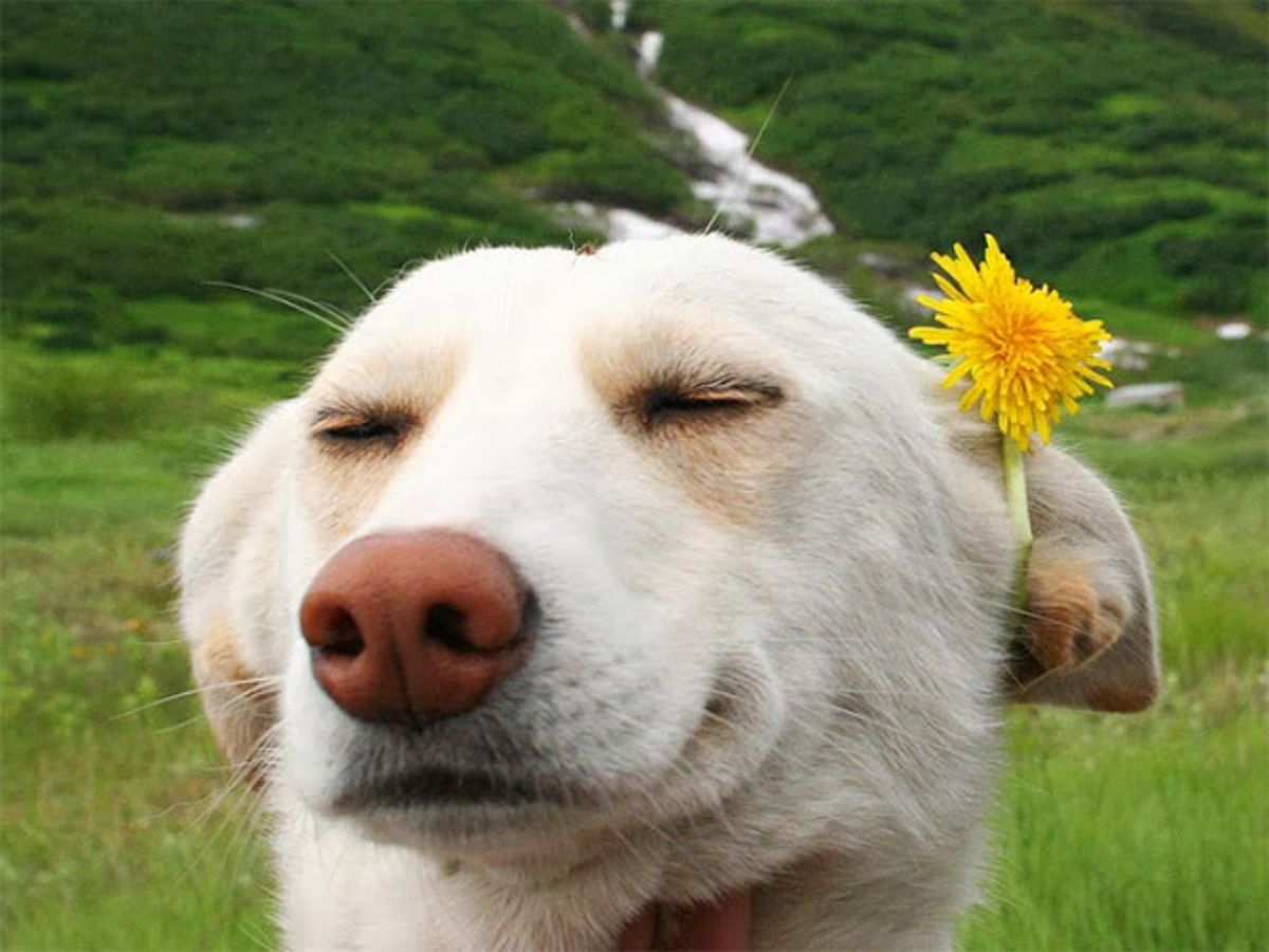 smiling white dog with a pink flower stuck by the ear