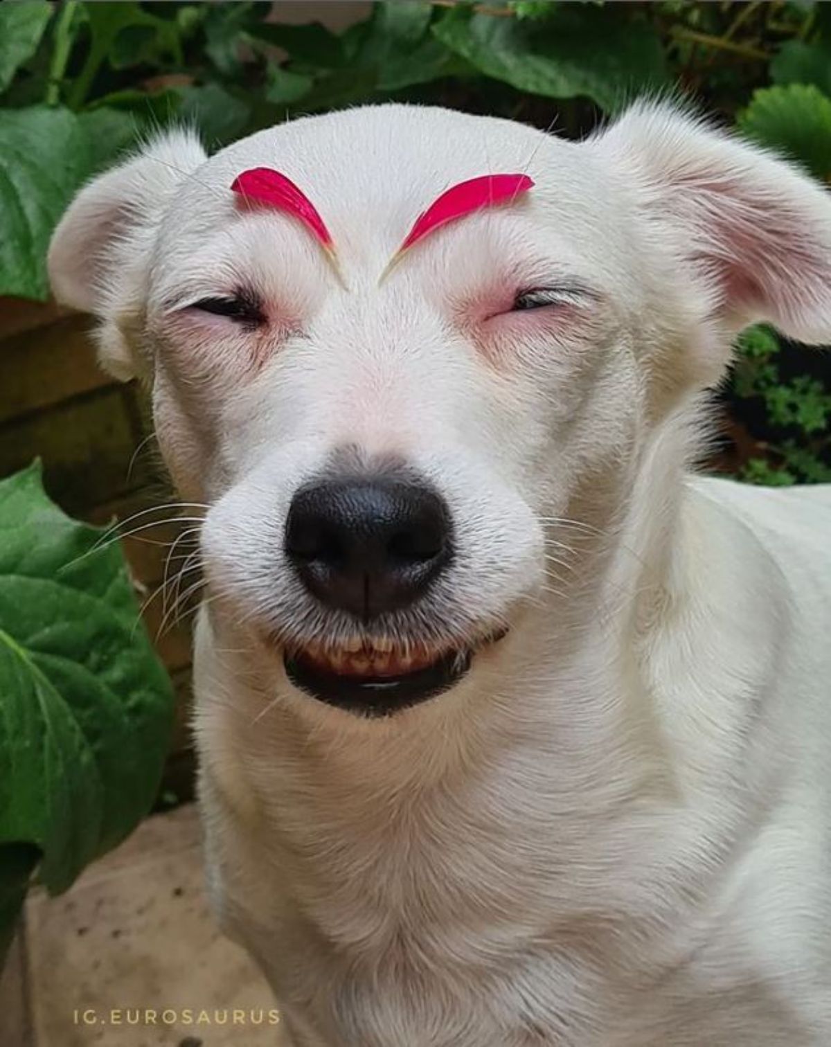 smiling white dog with red flower petals placed as eyebrows