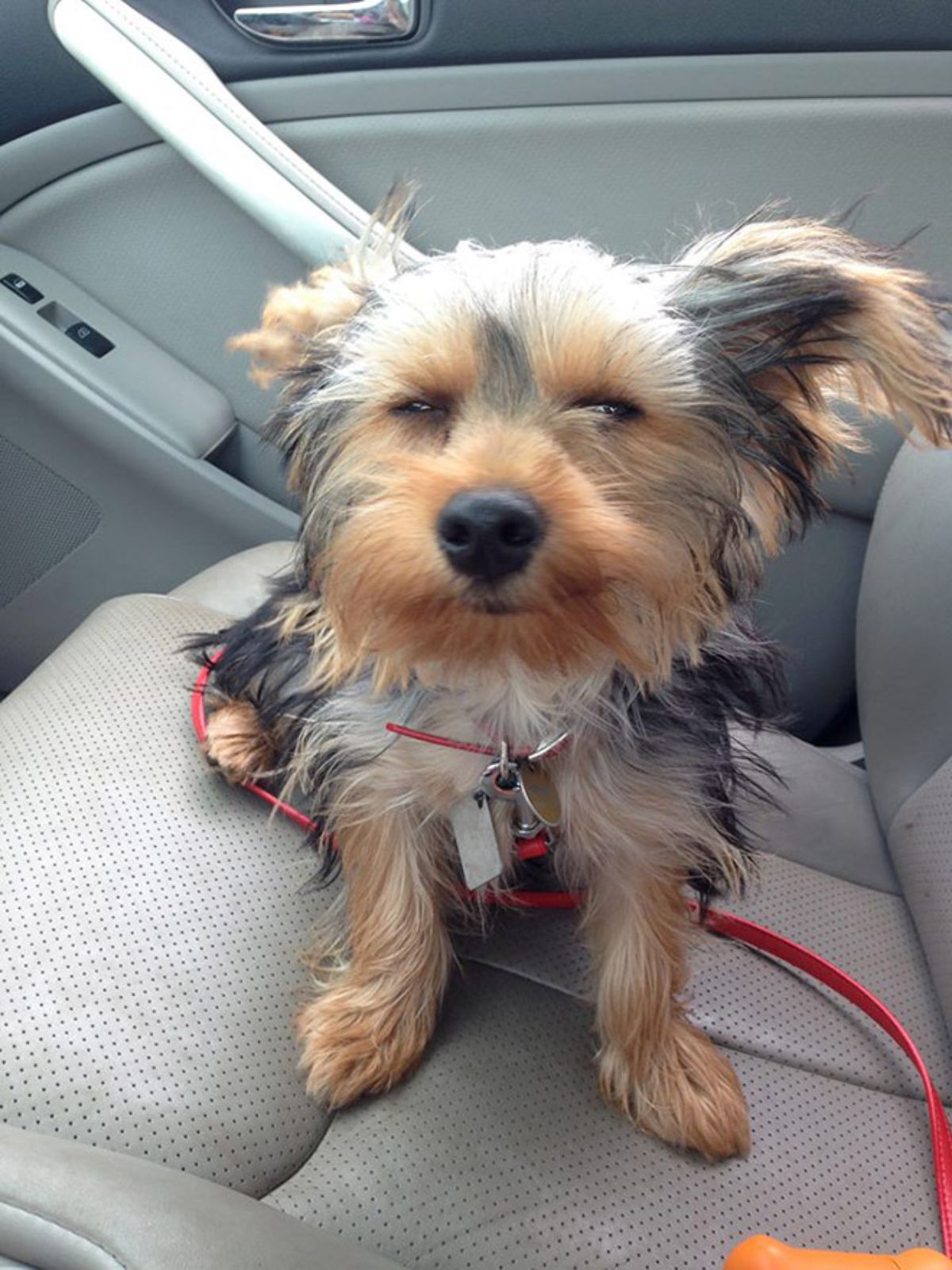 smirking brown black and white yorkshire terrier sitting on a grey car seat