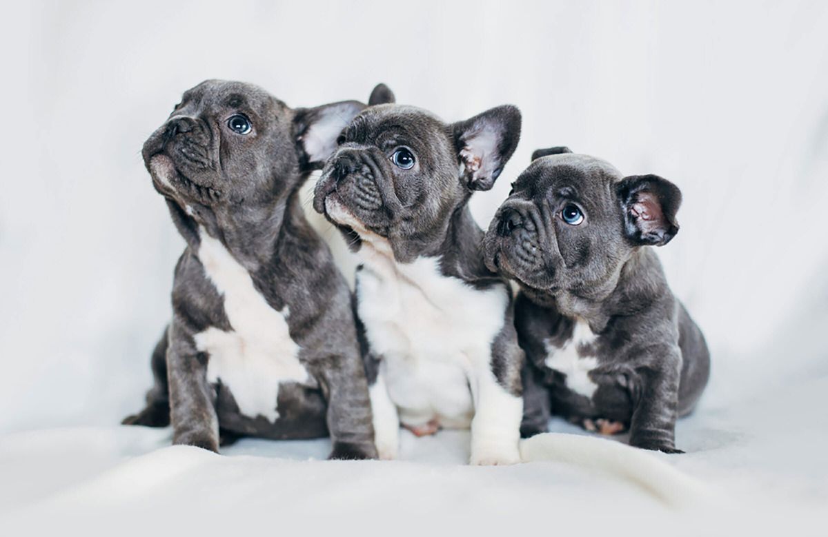 three grey and white puppies on a white blanket and looking up to their right