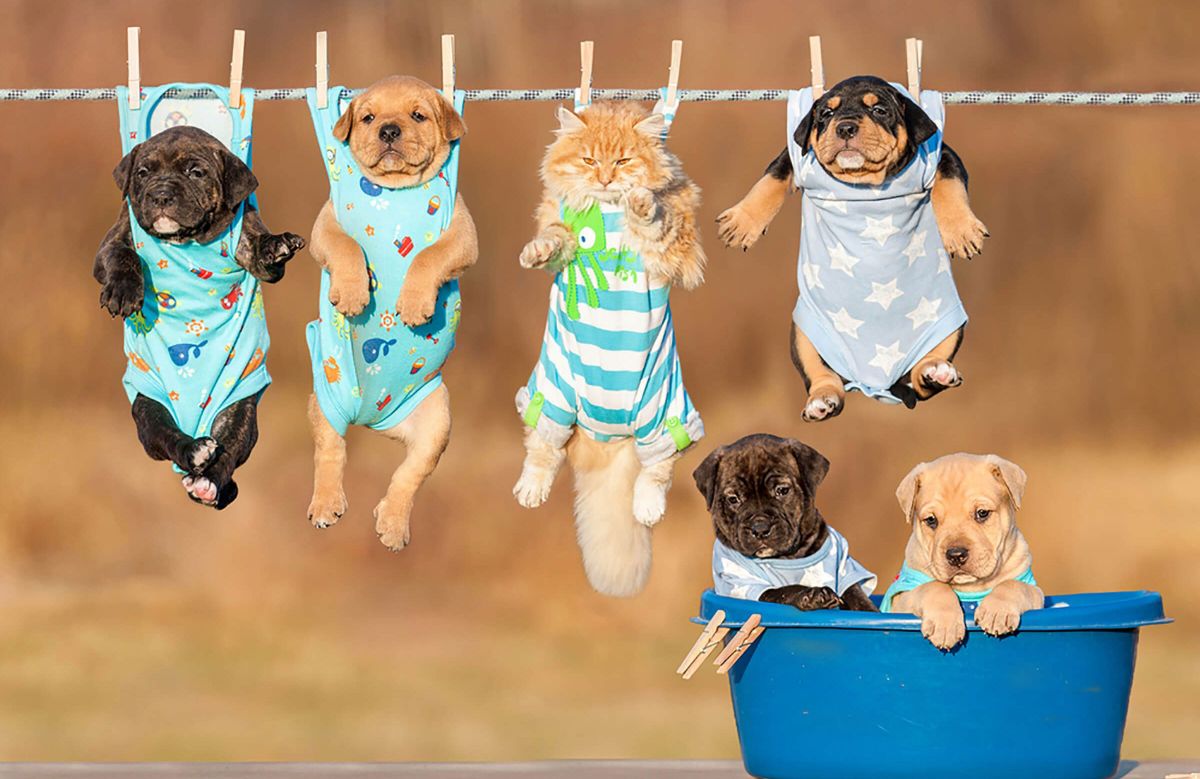 three puppies and a cat hung up on a clothesline like laundry with two puppies in onesies inside a blue bucket