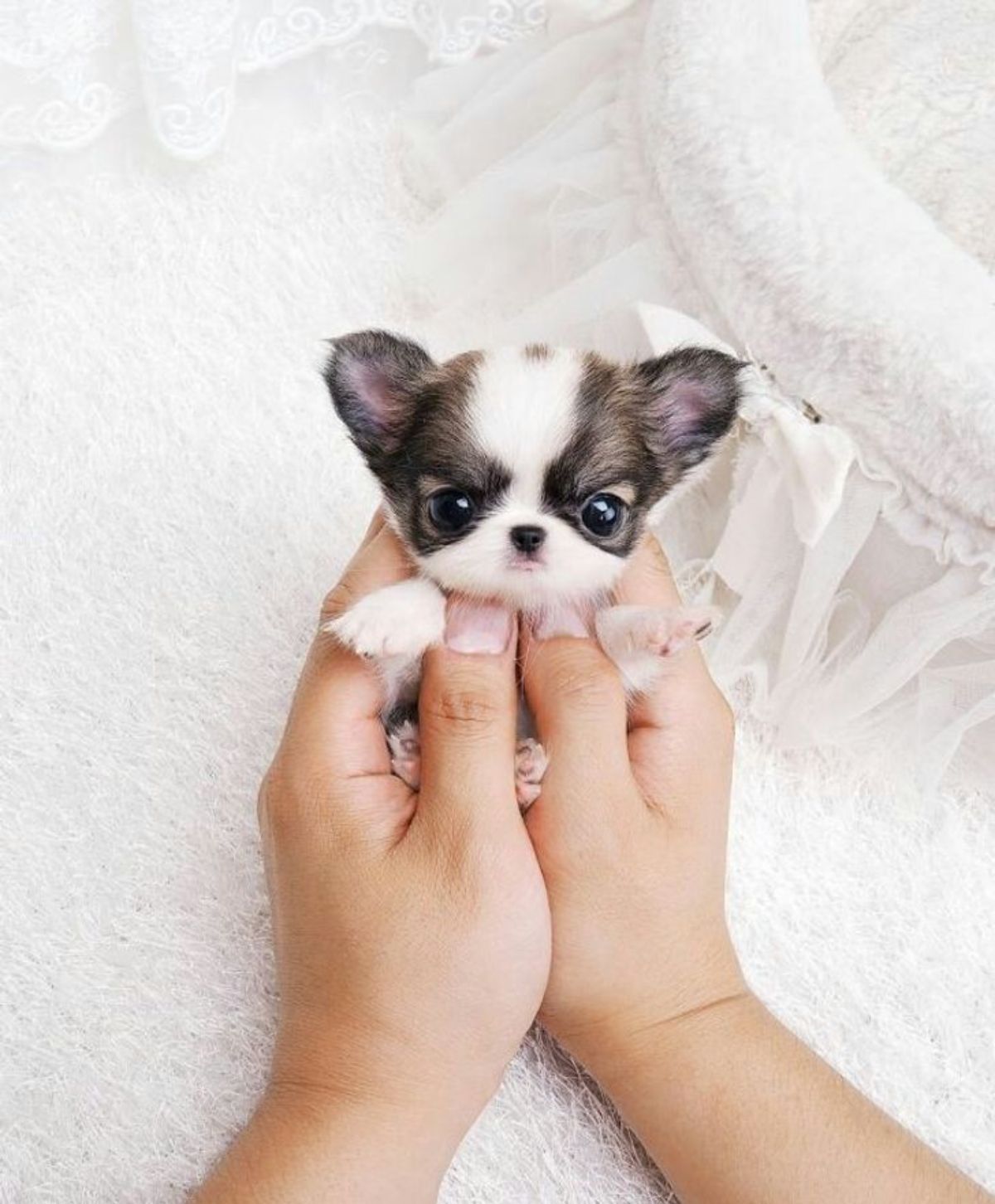 tiny white and black puppy being held in someone's hands over a white lace background