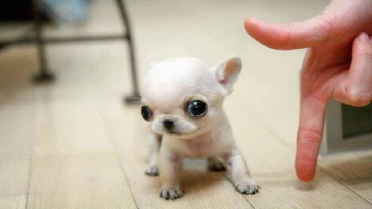 tiny white puppy standing on the floor next to someone's hand showing its tiny size