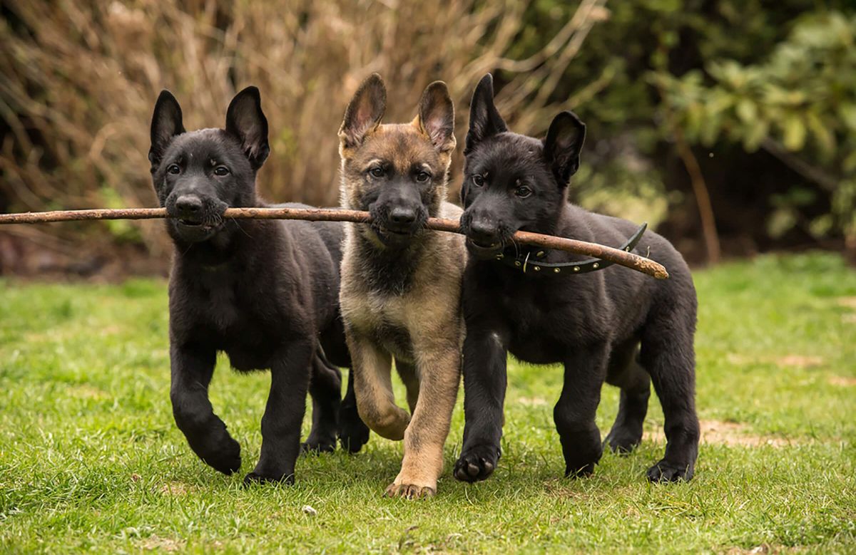 two black and one brown puppies holding a stick together