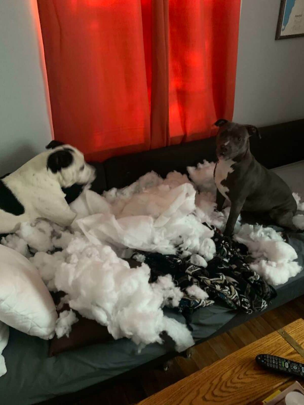 two black and white dog laying on a black couch with ripped up cushions