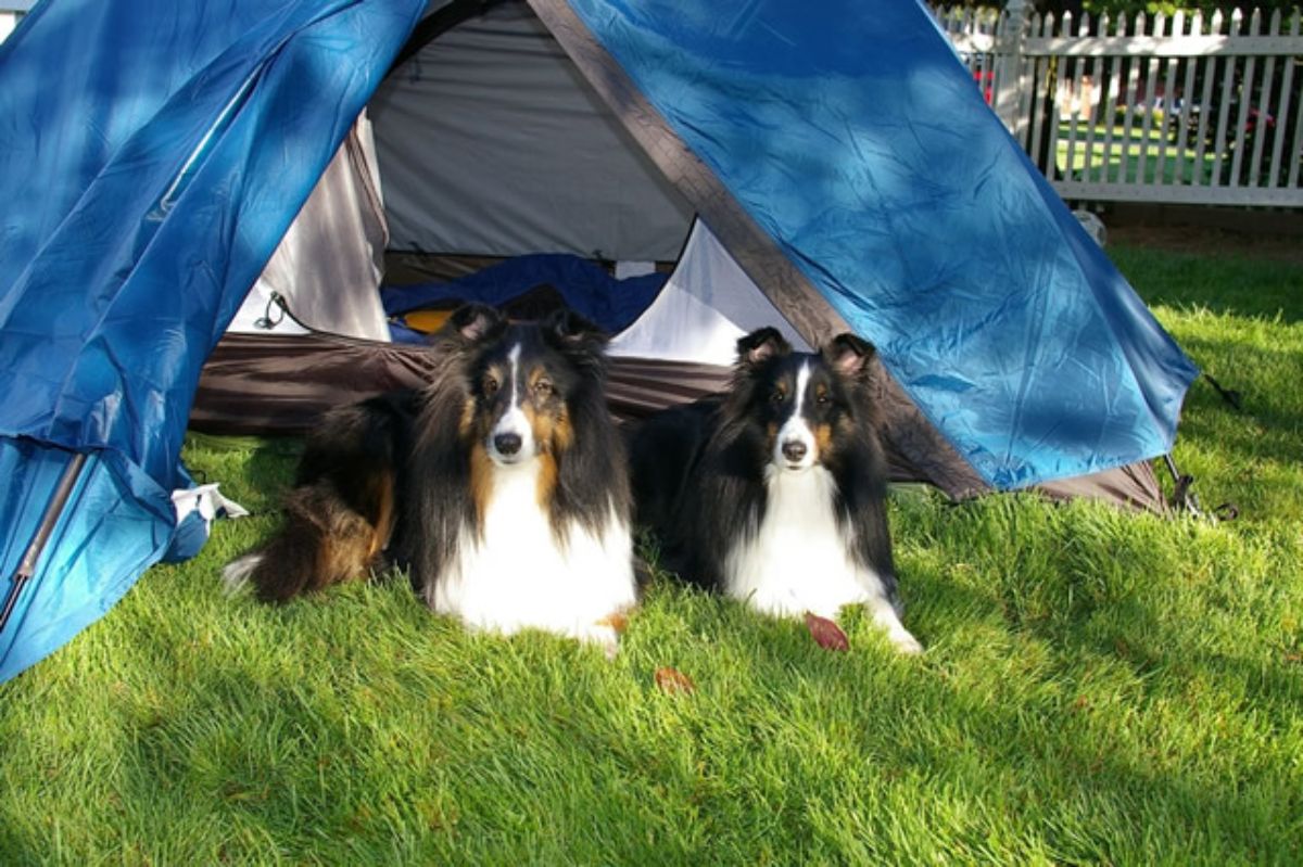 two black brown and white collies laying on grass inside a blue camping tent
