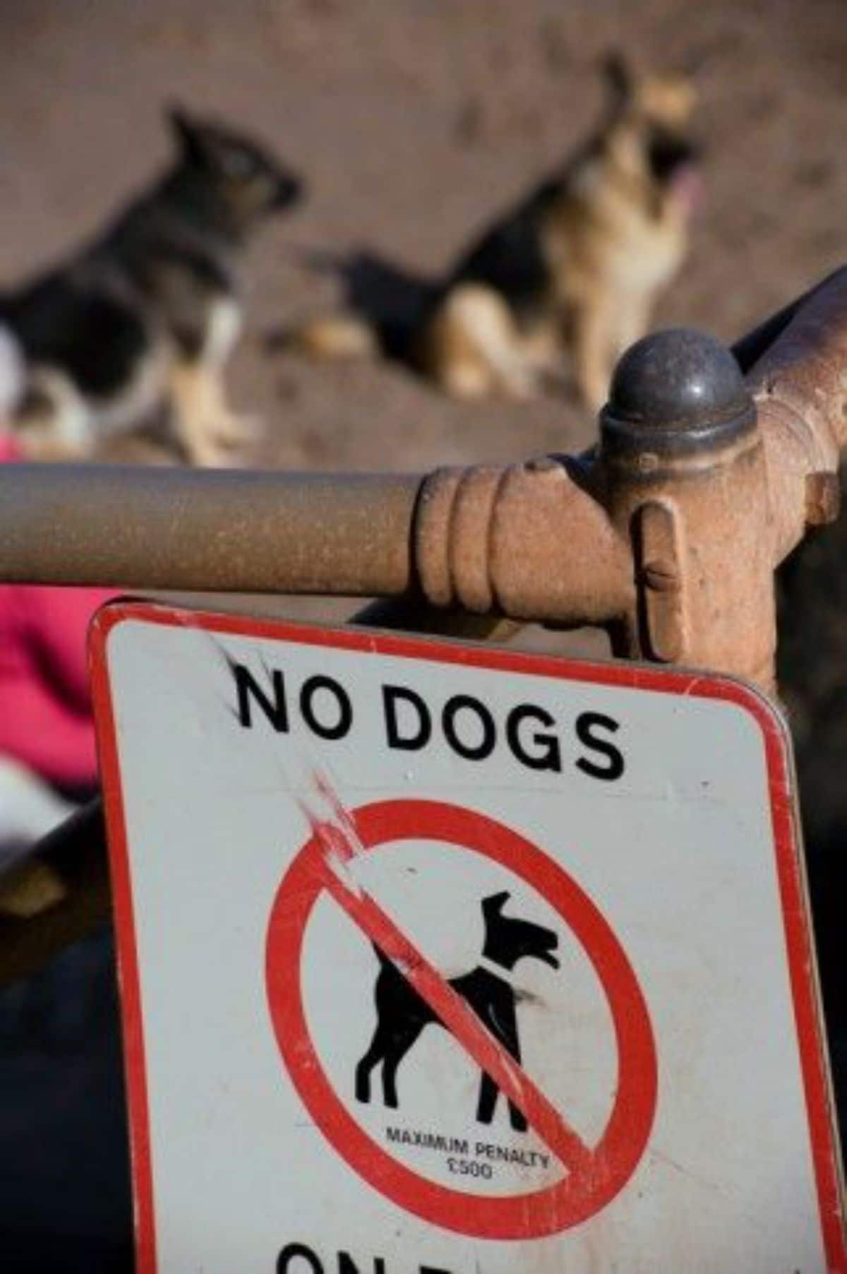 two brown and black german shepherds on sand behind a NO DOGS ALLOWED sign