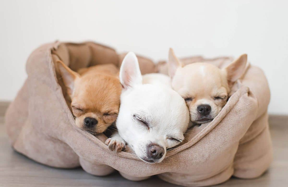 two brown and one white chihuahua puppies sleeping in a brown dog bed