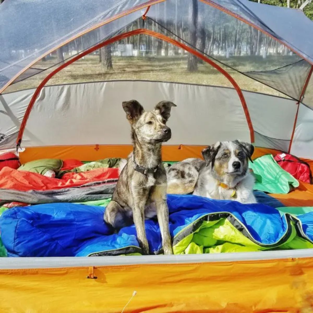 two brown black and white dogs inside a camping tent with lots of blankets