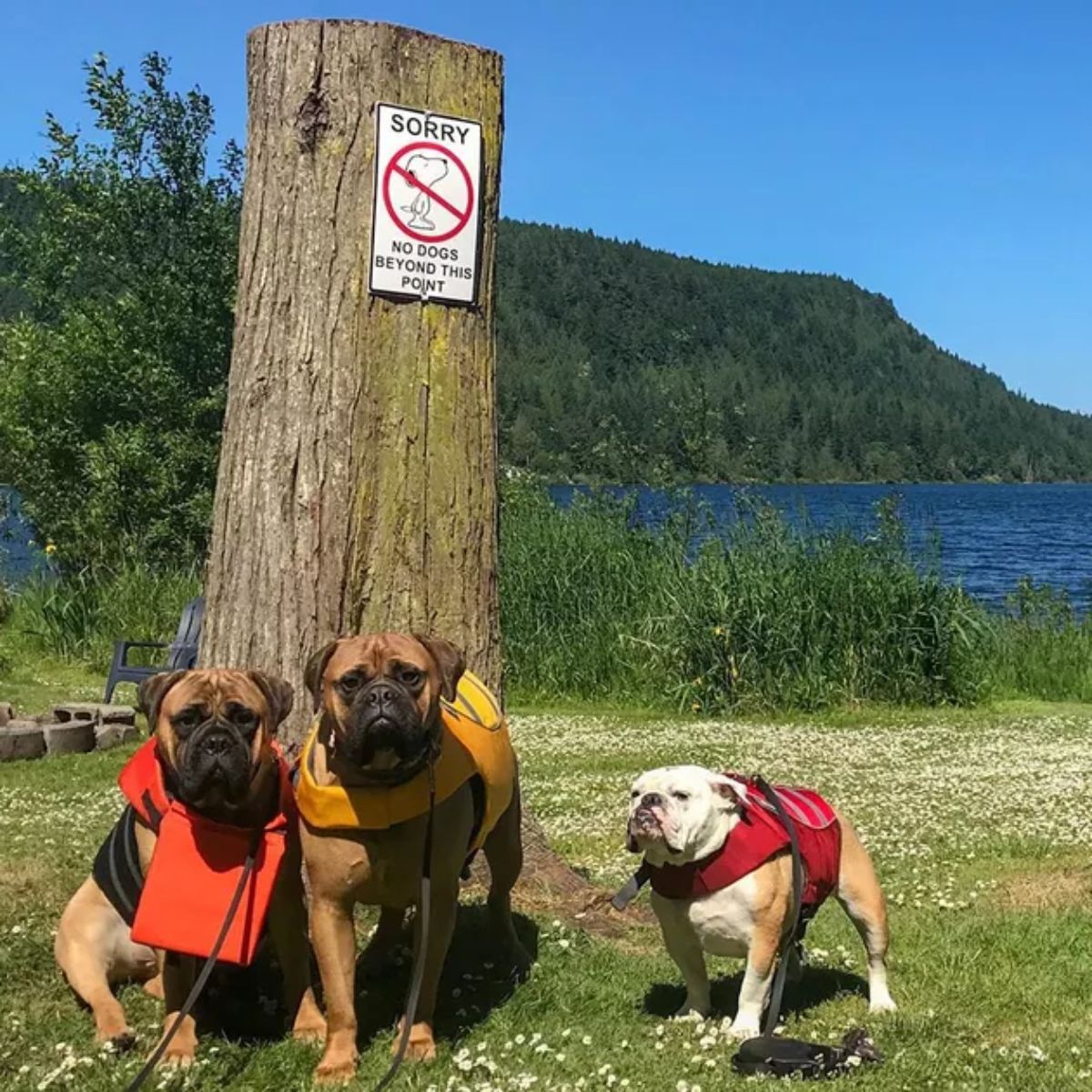 two brown boxers and one brown and white bulldog in large harnesses standing by a tree with a SORRY NO DOGS BEYOND THIS POINT sign