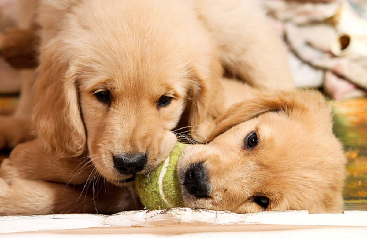 two golden retriever puppies holding the same tennis ball together in their mouths