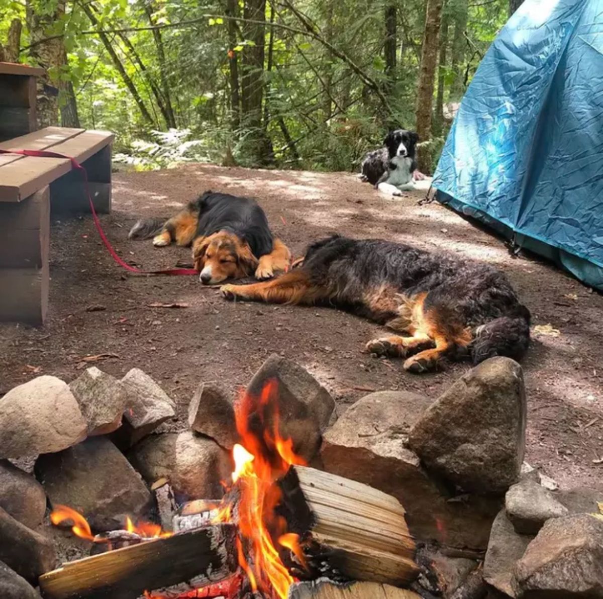 two large black and brown dogs laying in front of a camp fire with a black and white dog behind them laying by a blue tent
