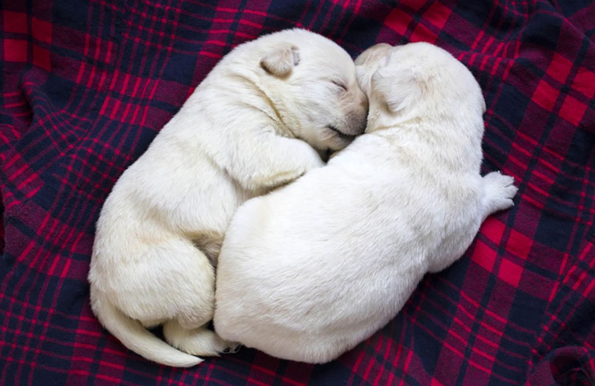 two newborn white puppies sleeping on a red and blue plaid blanket