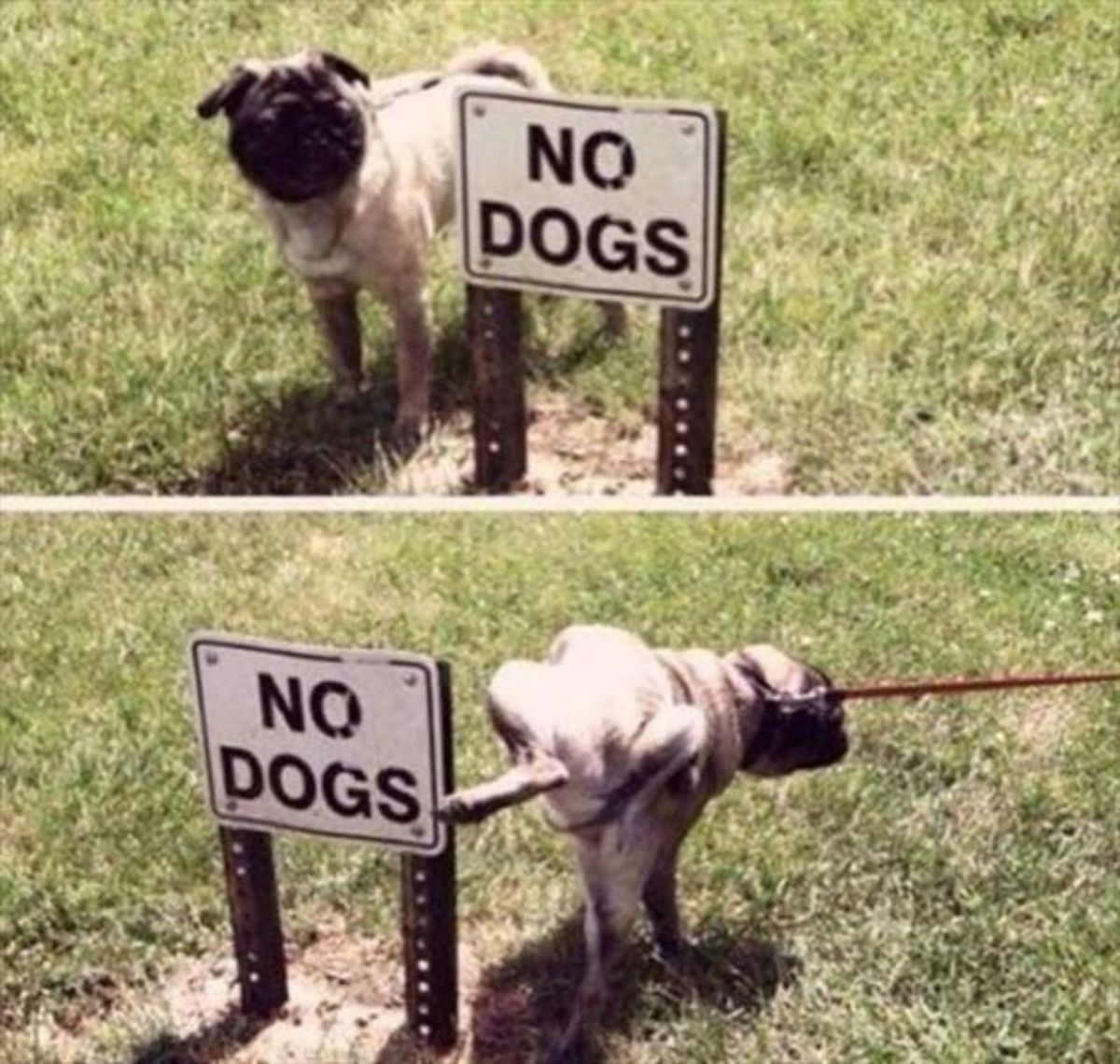 two photos of a brown pug standing by and then urinating on a NO DOGS sign on grass
