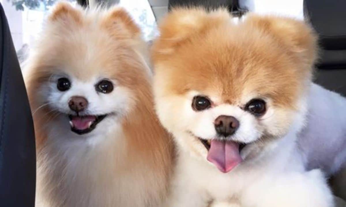 two smiling fluffy brown and white pomeranians