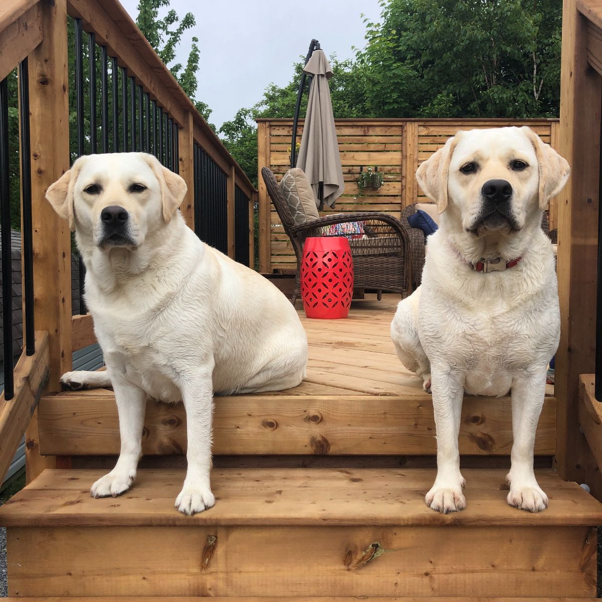 two yellow labrador retrievers sitting on a patio stair with the front legs on the lower stair