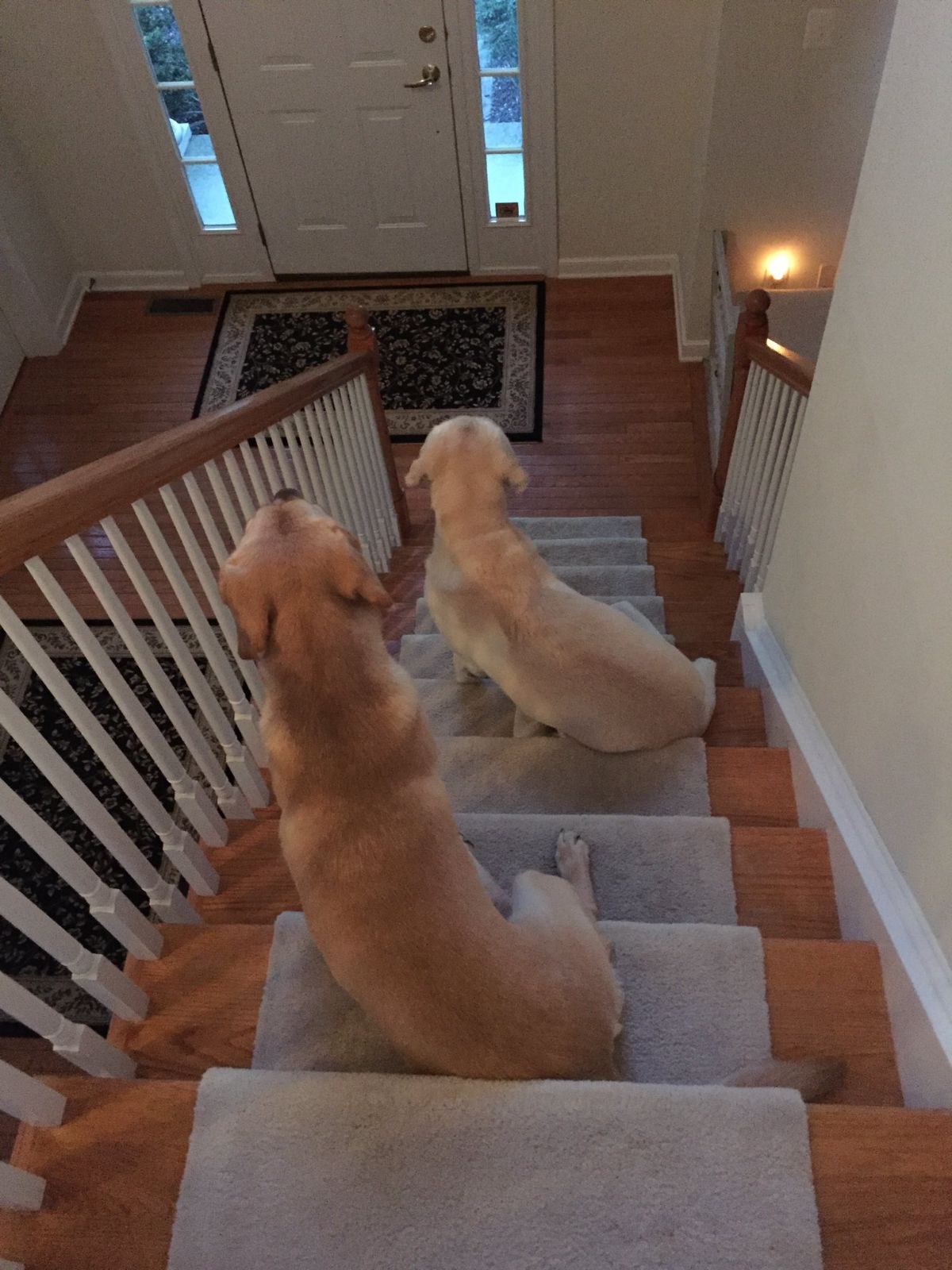 two yellow labrador retrievers sitting on stairs with their feet on the next stair