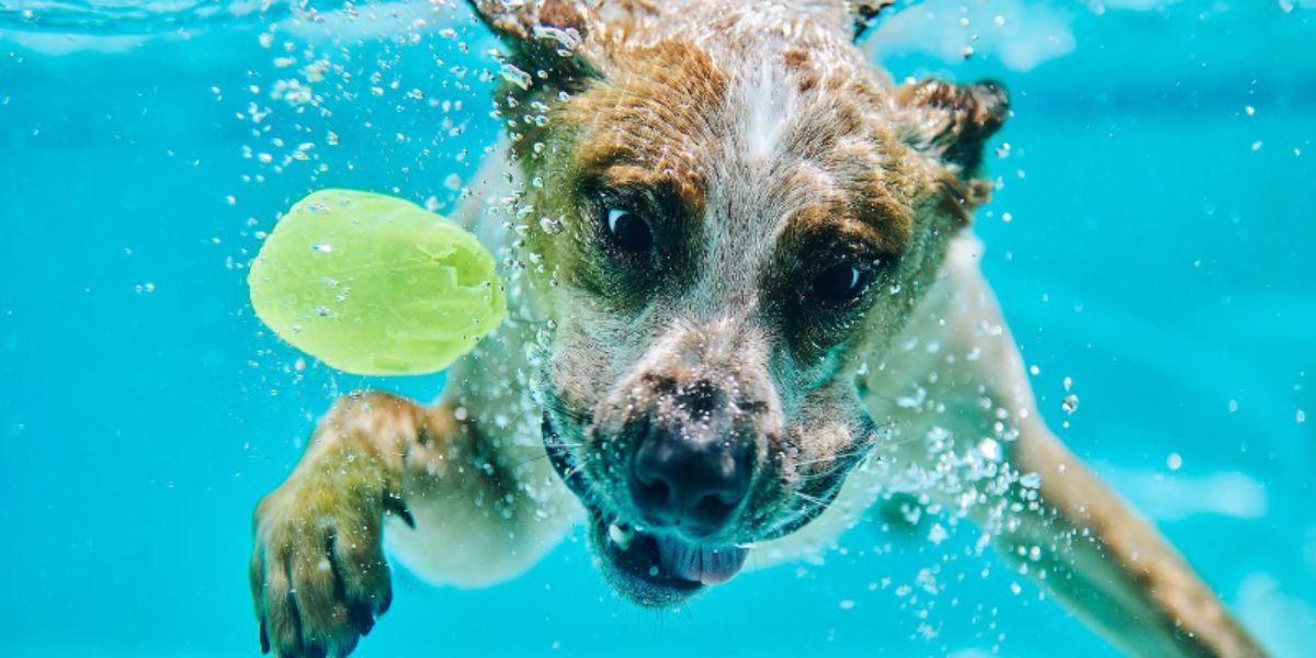 underwater photo of a brown and white dog swimming