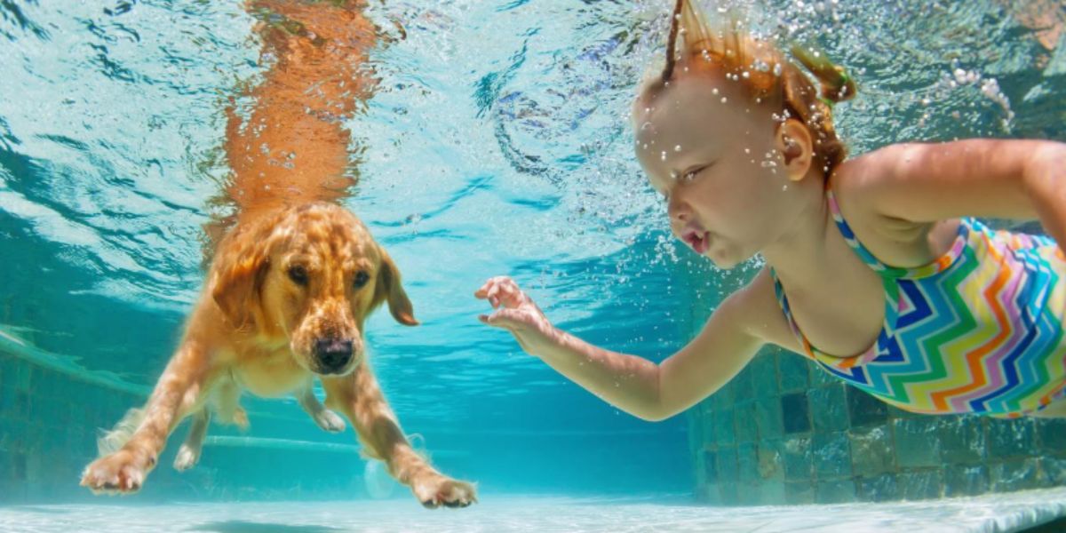 underwater photo of a golden retriever swimming with a toddler