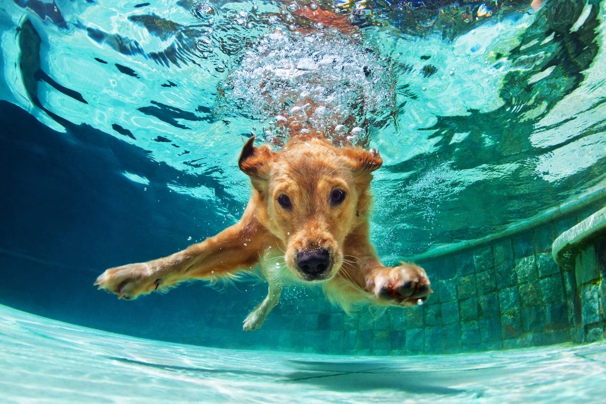 underwater photo of a golden retriever swimming