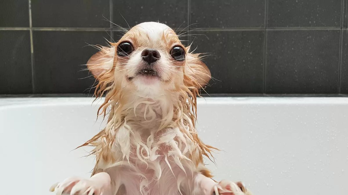 wet brown chihuahua in a white bathtub