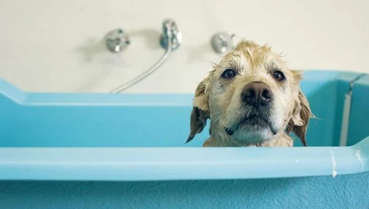 wet brown dog sitting inside a green tub