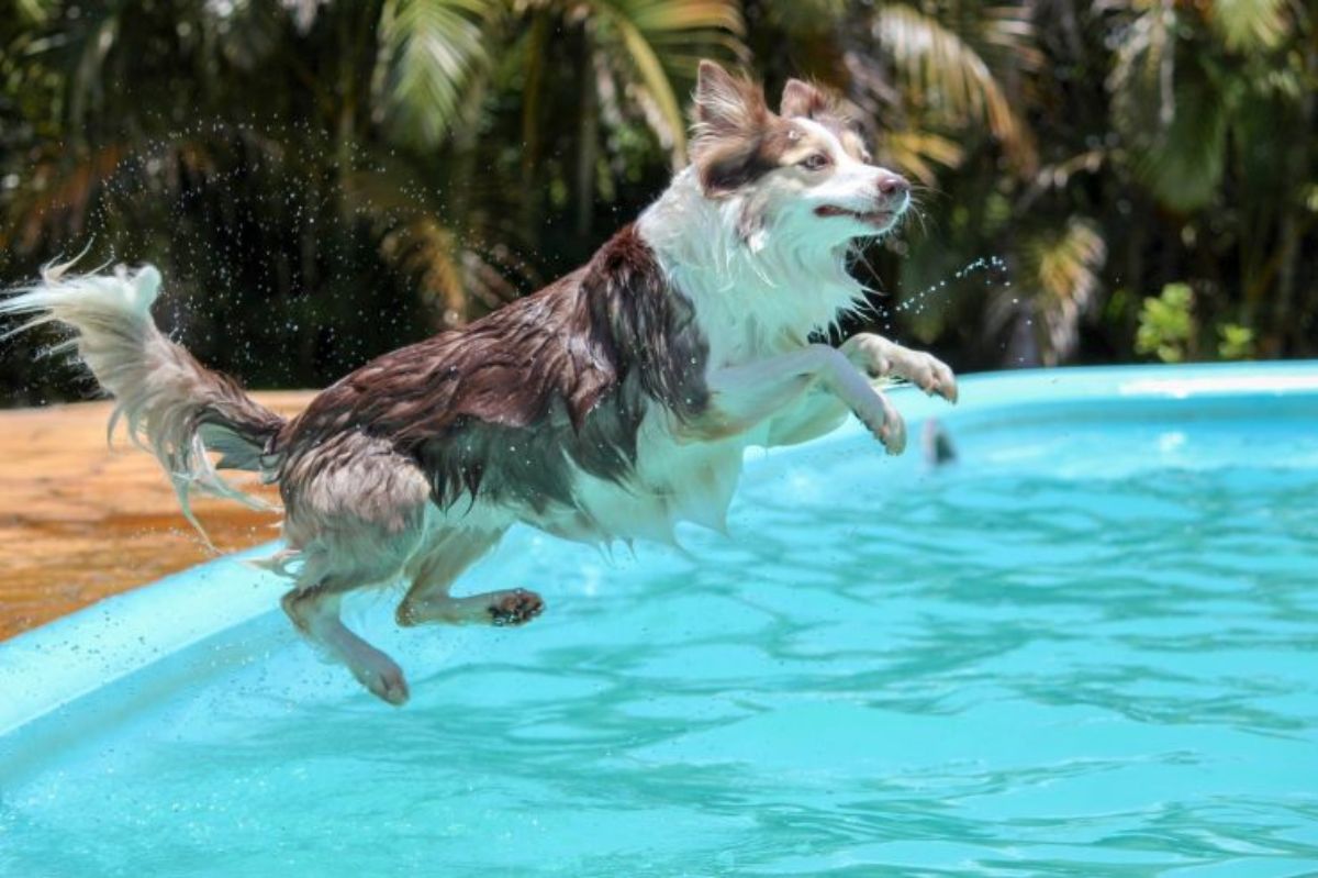 wet fluffy brown and white caught mid jump into a swimming pool