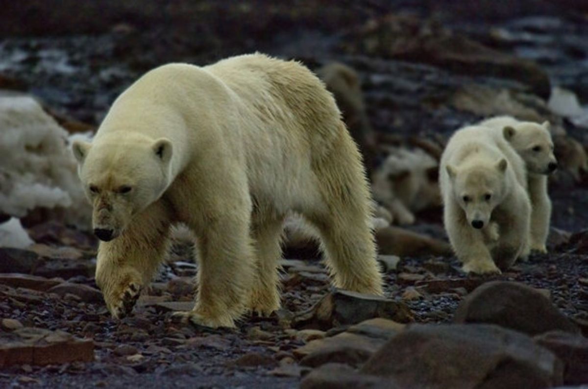 white adult polar bear with 2 polar bear cubs behind her