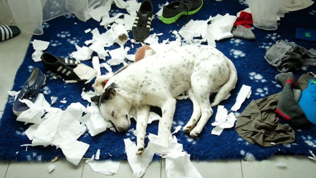 white and black dog laying amid a bunch of ripped up toilet paper