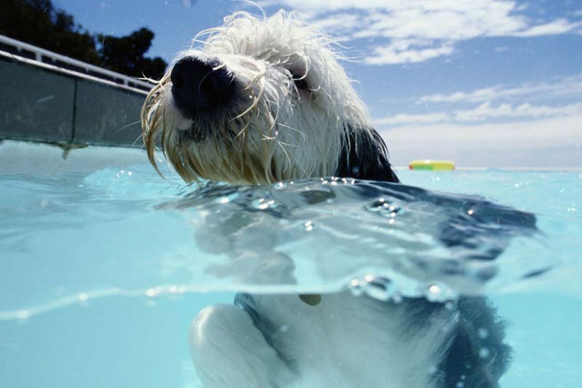 white and black fluffy dog swimming