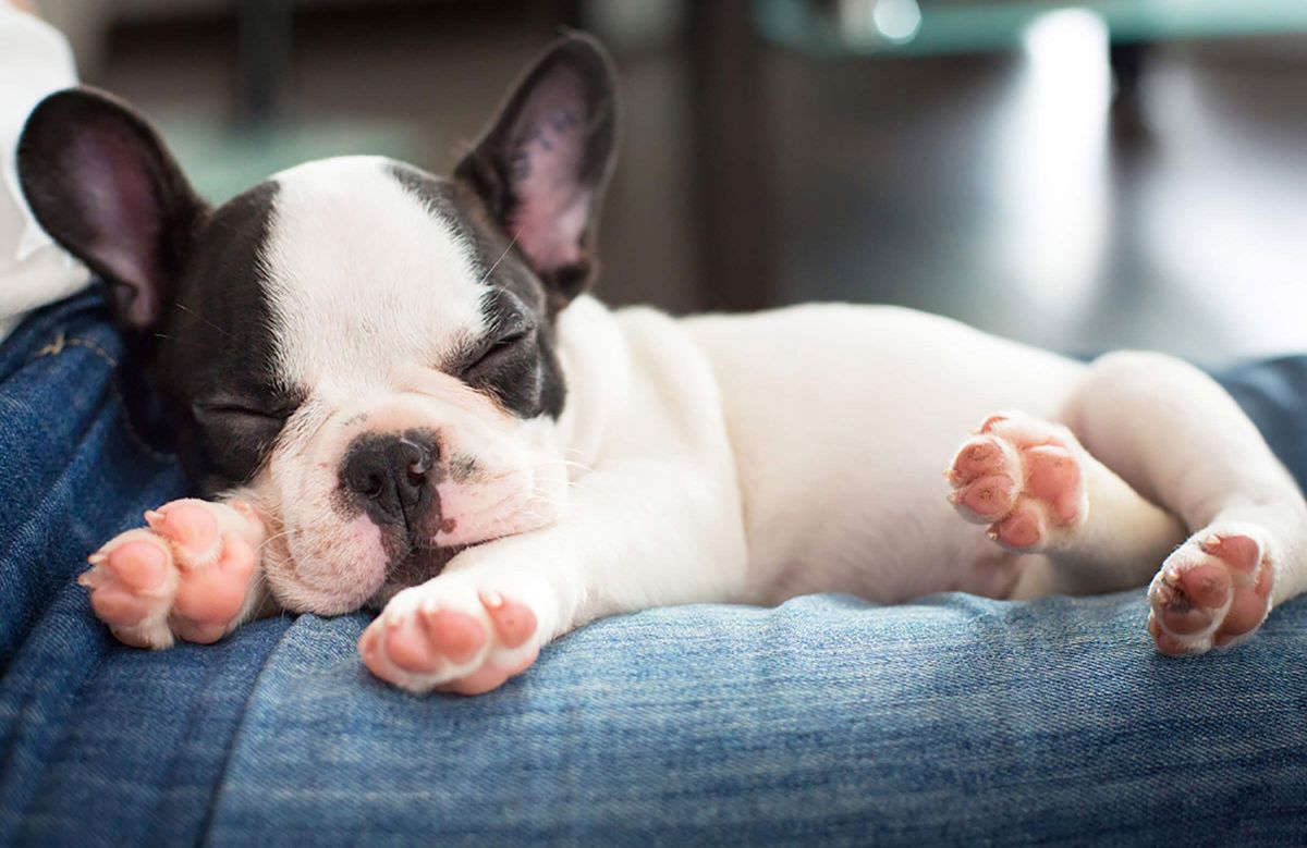 white and black french bulldog puppy sleeping on someone's lap