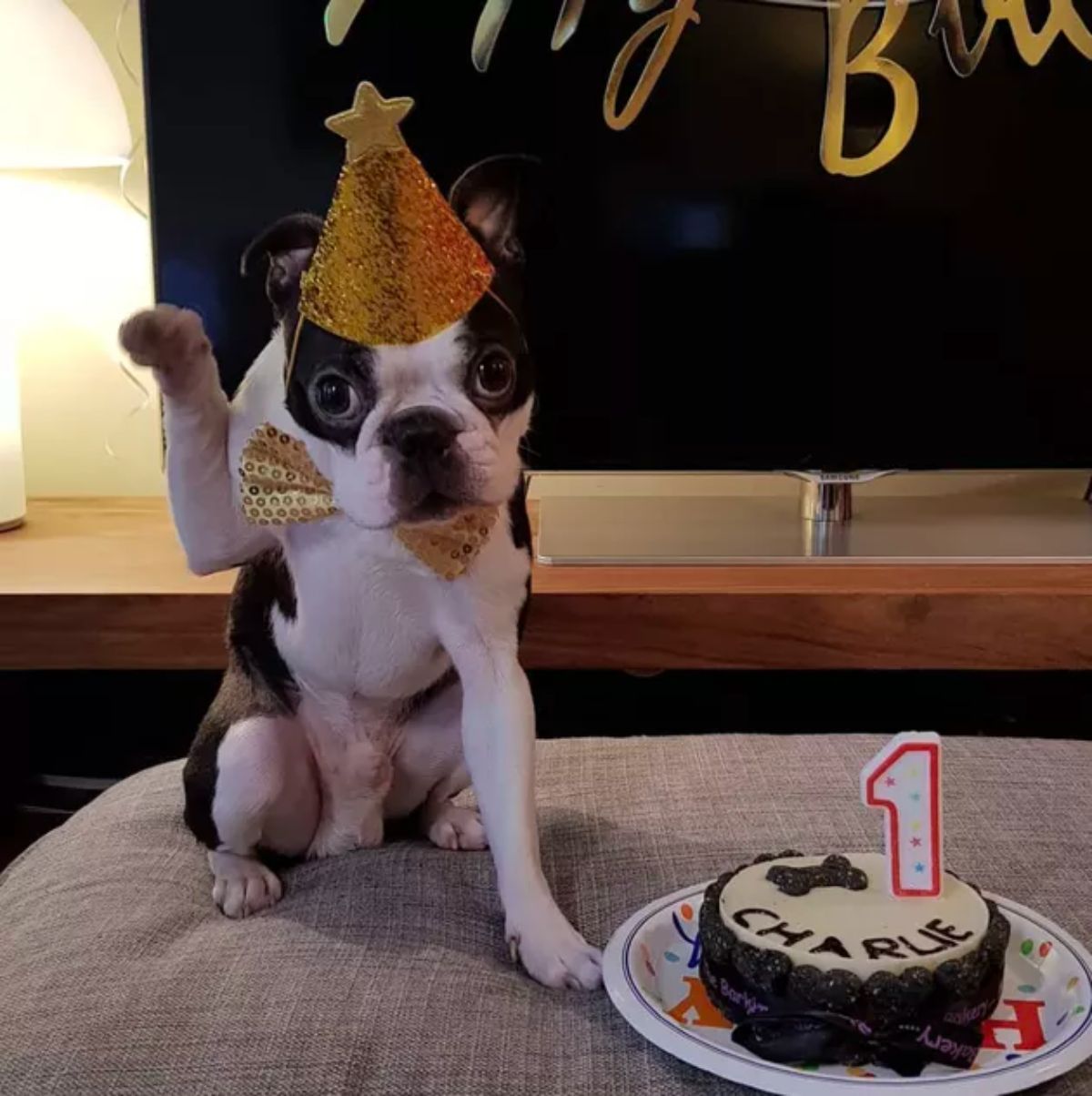 white and black french bulldog with a gold bowtie and gold party hat sitting in front of a black and white cake