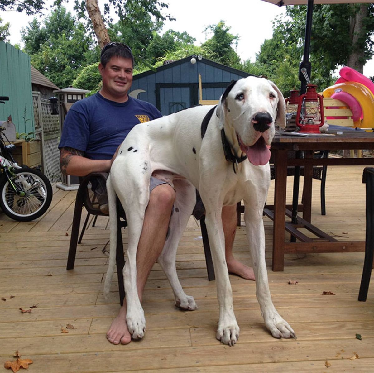 white and black great dane sitting on a man's lap and the dog's feet are placed on the floor