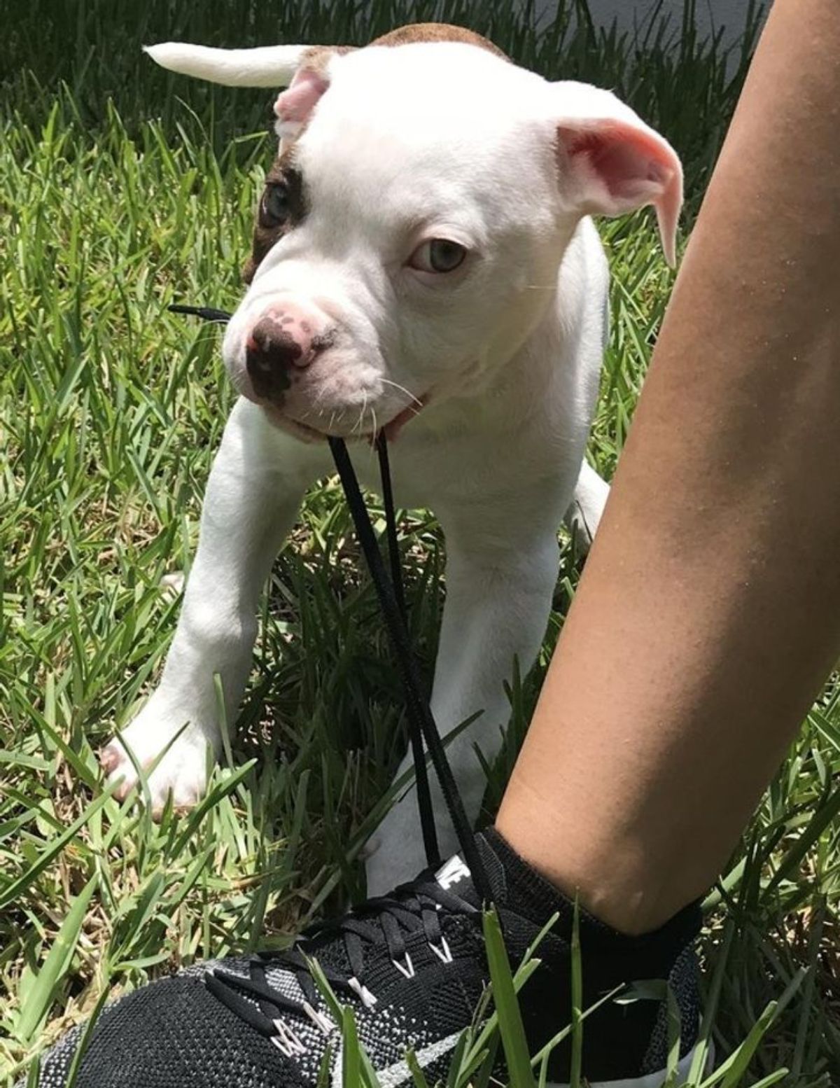 white and black puppy on grass biting someone black shoelaces
