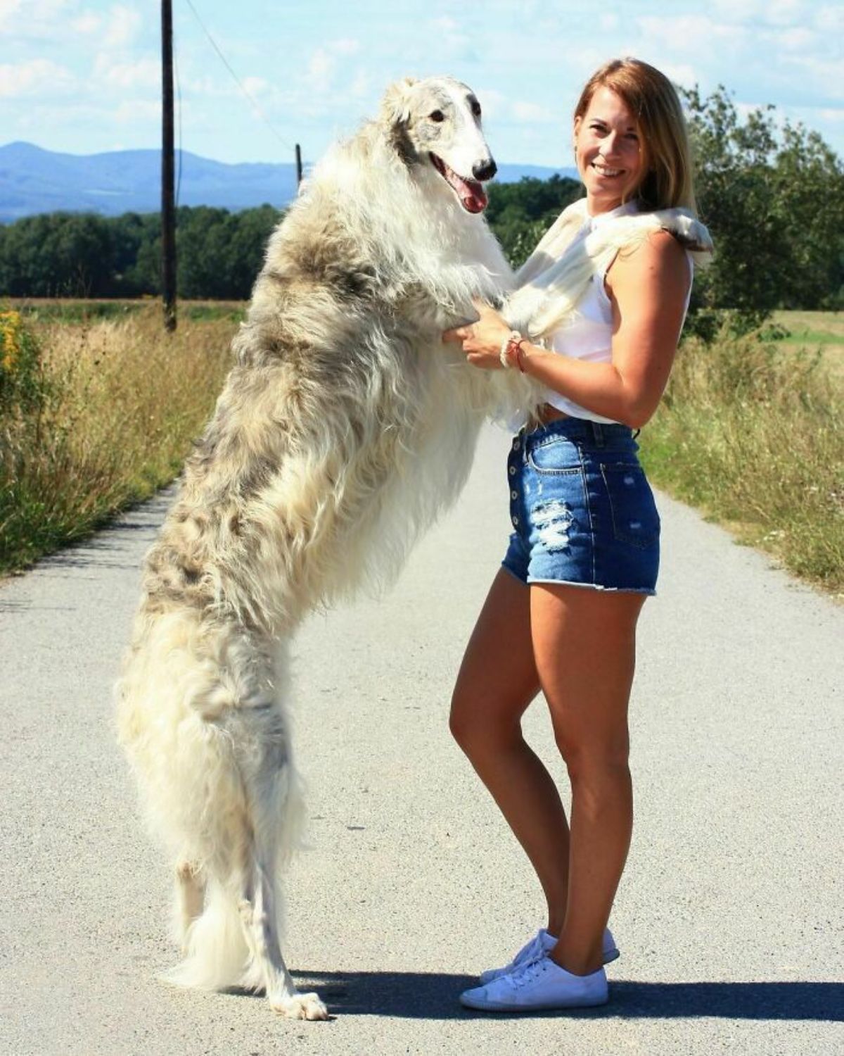 white and brown borzoi standing on hind legs with the front legs being held by a woman