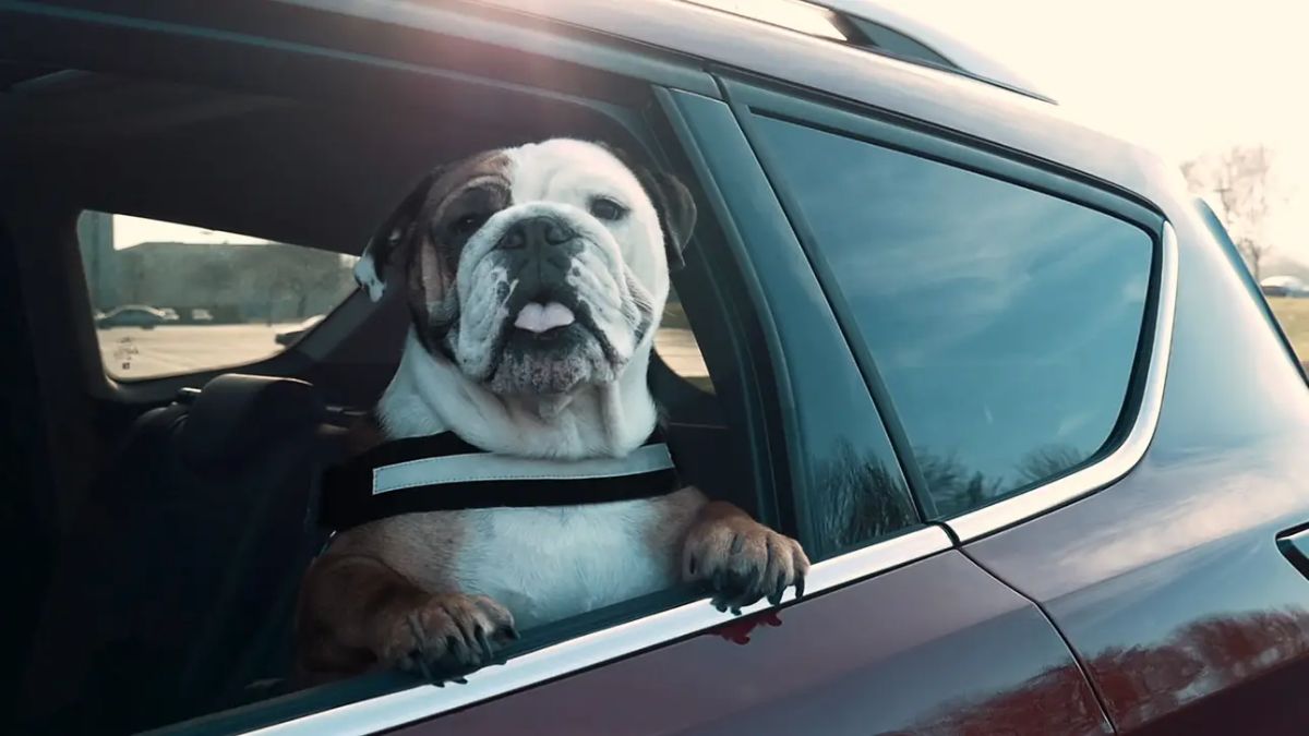 white and brown bulldog leaning out of a car window