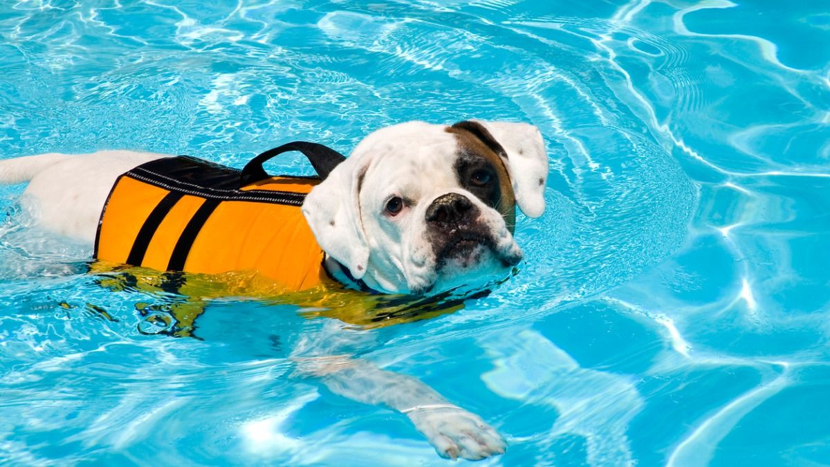 white and brown dog in a pink and black harness swimming in a pool