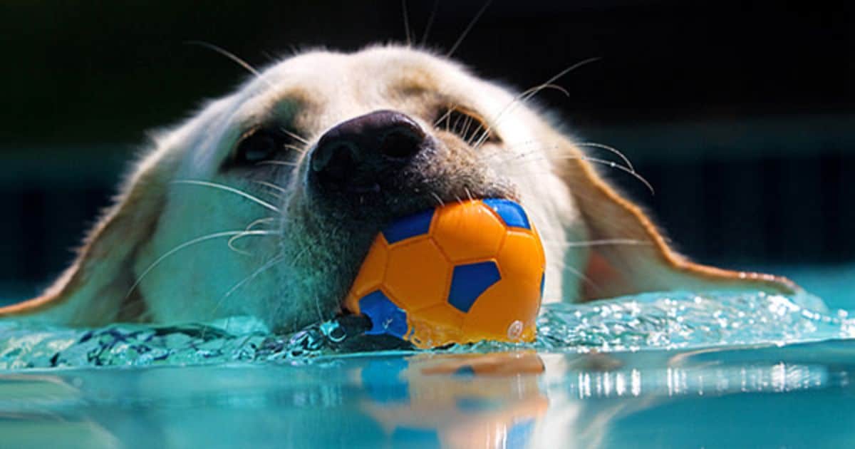white and brown dog in a swimming pool holding an orange and green plastic ball