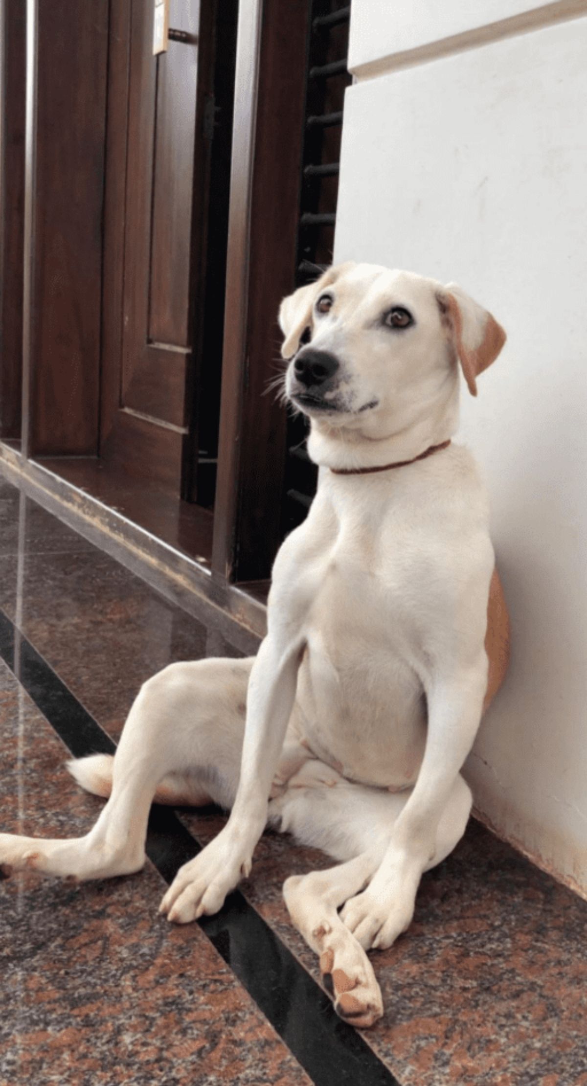 white and brown dog leaning against a wall and sitting up