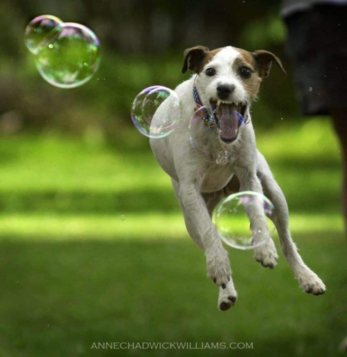 white and brown dog leaping to catch bubbles