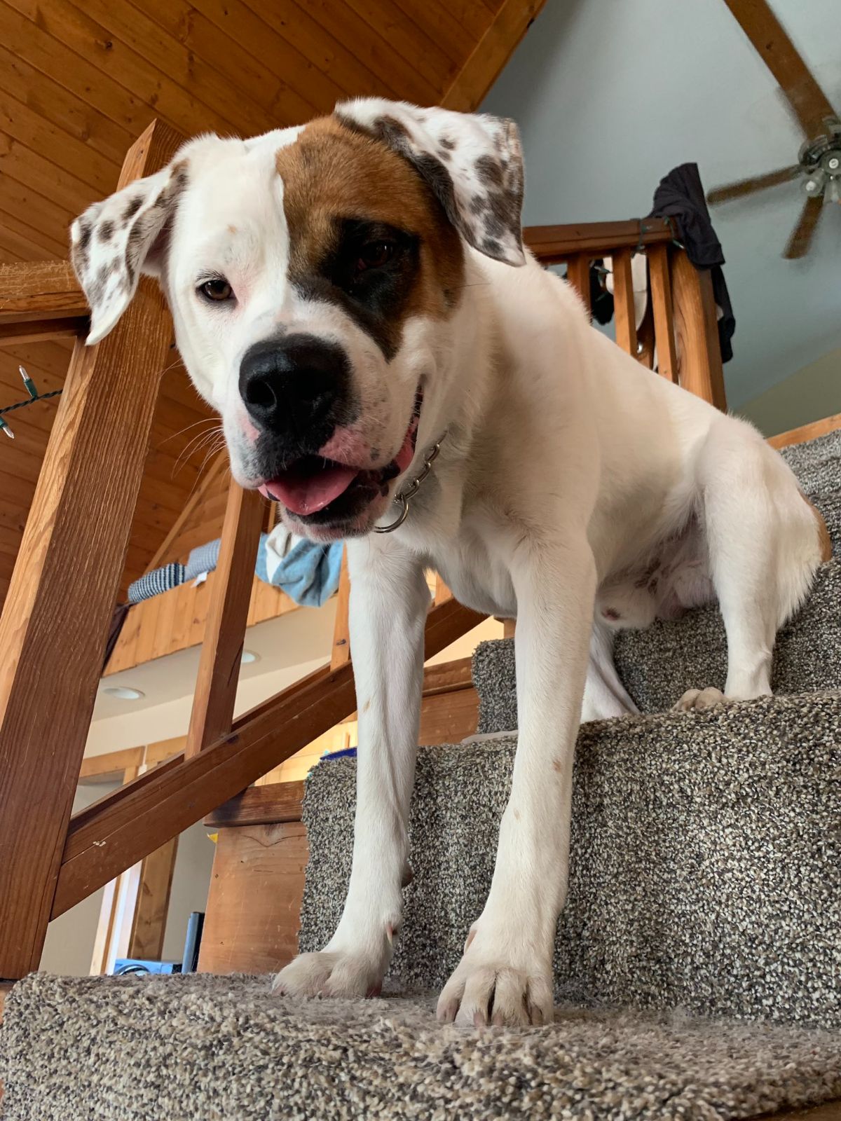 white and brown dog sitting on a stair with the front legs on the next stair